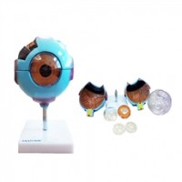 ANATOMIA OLHO C/8 PARTES ANATOMIC TGD-0307